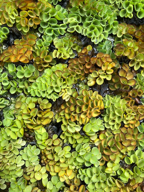 A close up of green moss growing on a wall