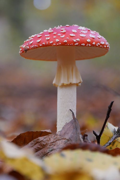 Autumn mushroom
