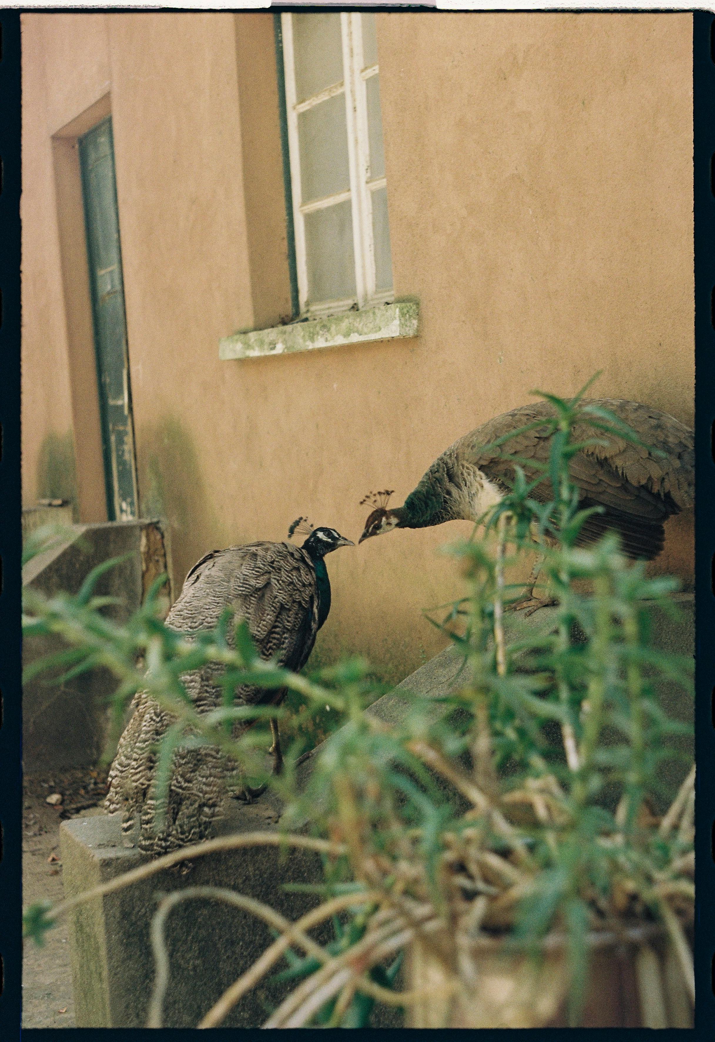 Two peacocks interacting by a rustic building, surrounded by foliage in Lisbon.