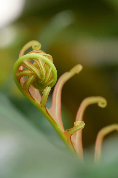 Tender fern sprout in spring forest · Free Stock Photo