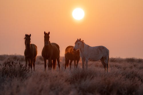 Horses on Grassland at Sunset