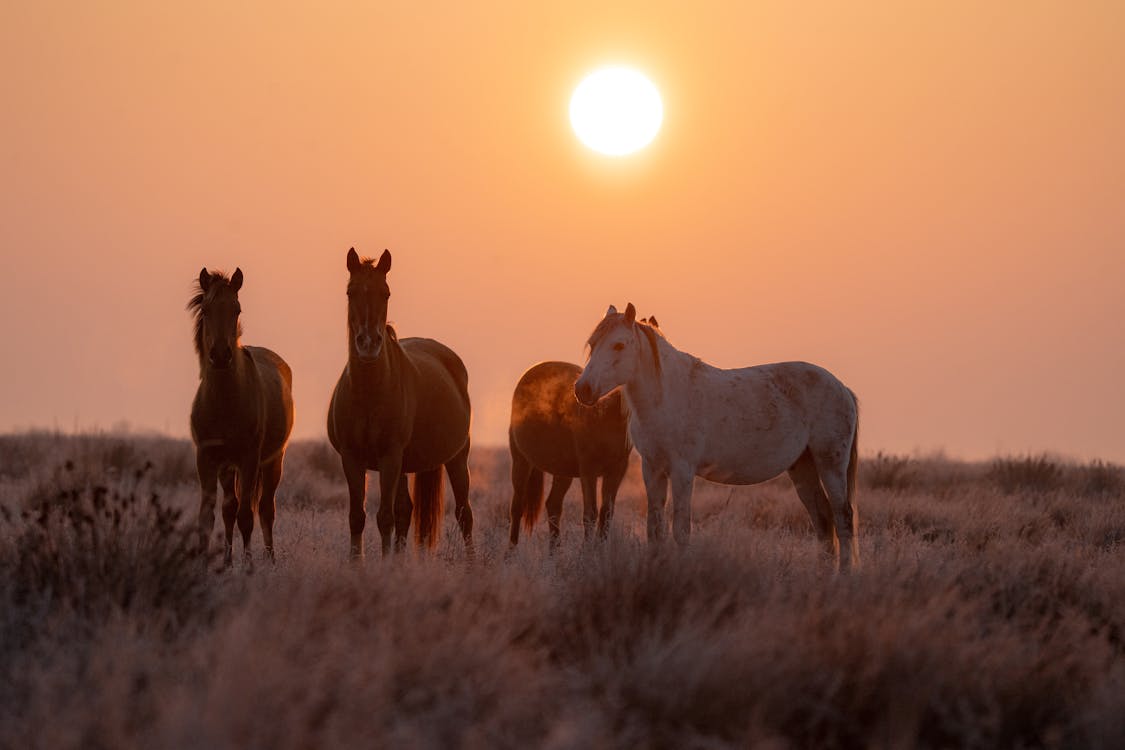 açık hava, atlar, çimenlik içeren Ücretsiz stok fotoğraf