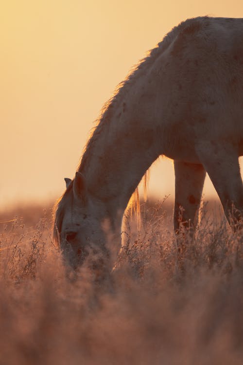 A horse grazing in the sunset on a grassy field