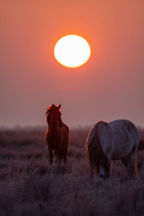Two horses grazing in the field at sunset