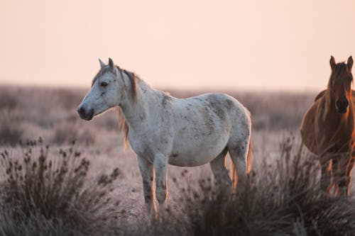 Základová fotografie zdarma na téma fotografování zvířat, koně, louky
