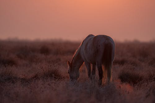 akşam karanlığı, alan, amerikan boya atı içeren Ücretsiz stok fotoğraf