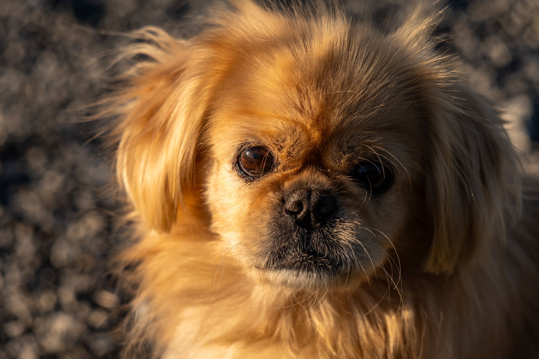 Adorable Pekingese dog enjoying sunlight, showcasing its golden fur and expressive eyes.