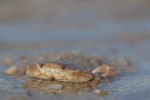 Crab in Shallow Water