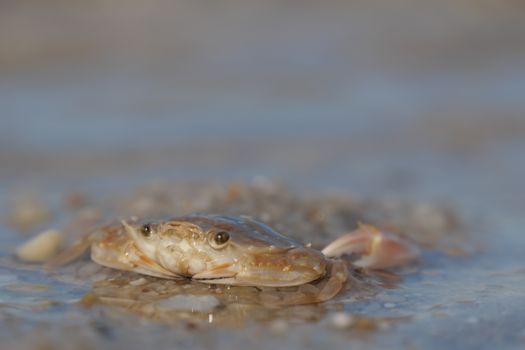 Detailed photo of a sand crab partially submerged in water on the beach.