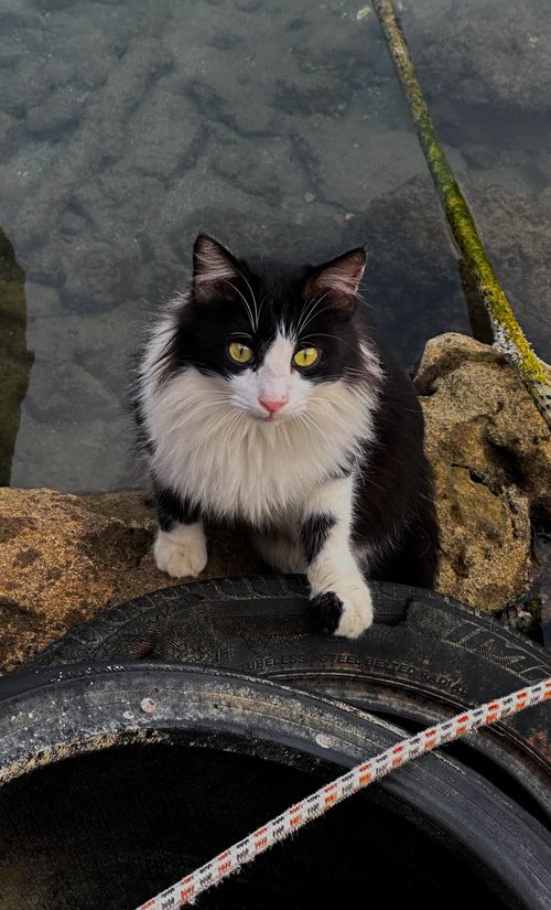 Free A cute black and white cat perched on rocks near the water, gazing upward. Stock Photo