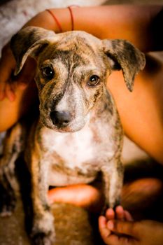 dog photo
