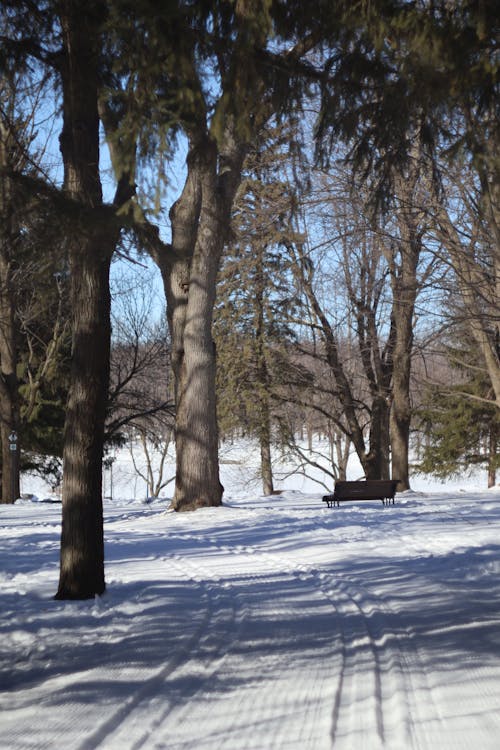 Banc du Mont Royal