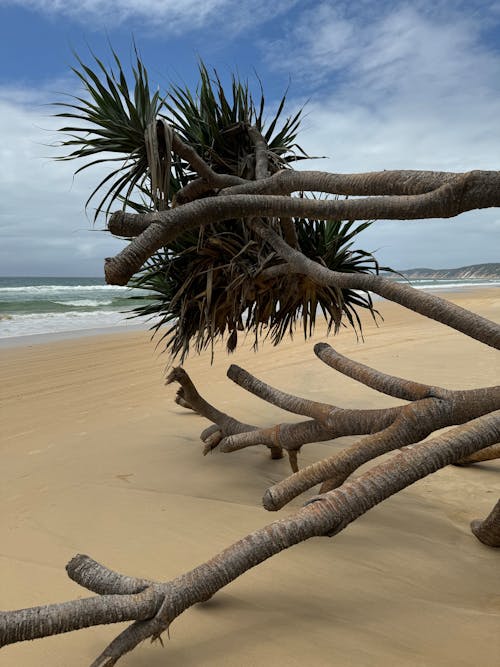 Broken Palm Tree on Tropical Beach