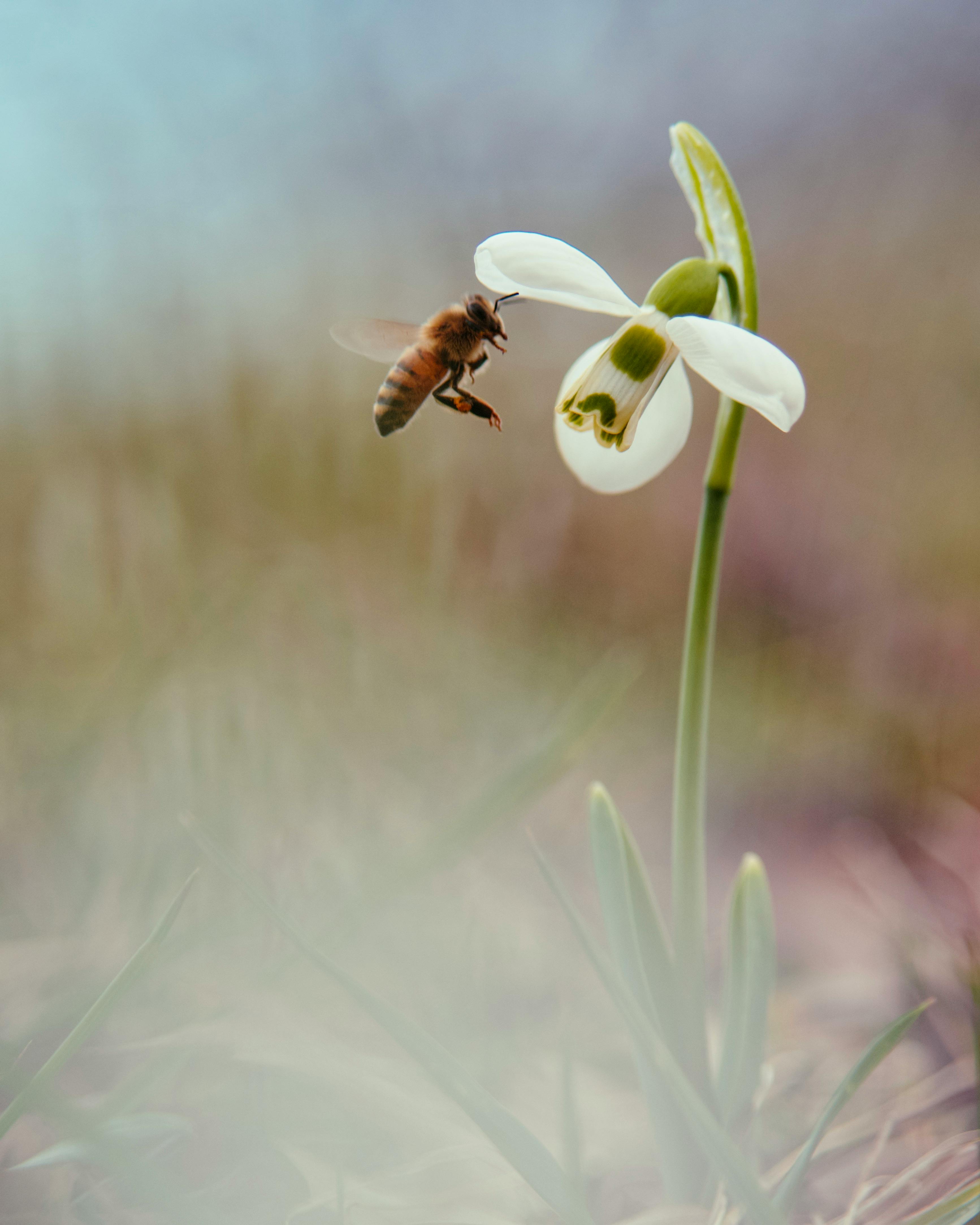 A bee gracefully approaches a snowdrop flower in a meadow, showcasing nature's beauty.