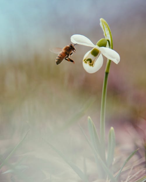 A bee is flying over a snowdrop flower