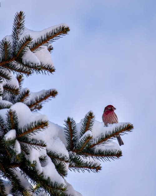 Bird on Evergreen Tree in Winter