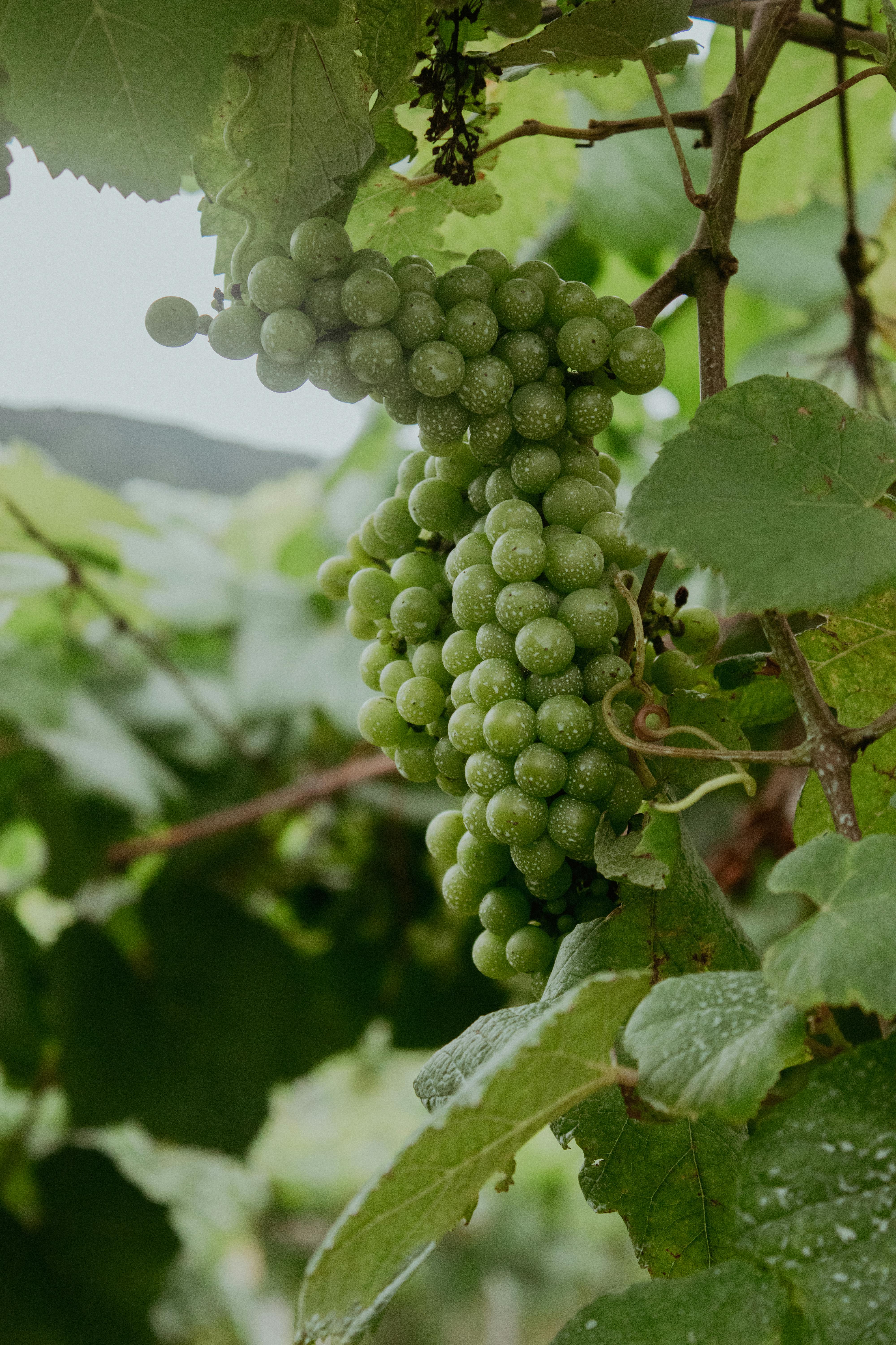 Close-up of fresh green grapes on a vineyard vine, captured in Canela, Brazil.