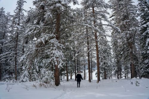 Free Person walking through a snow-covered forest, surrounded by tall evergreen trees in winter. Stock Photo