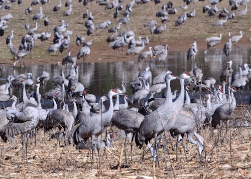 Fotos de stock gratuitas de aves, bandada, fotografía de animales