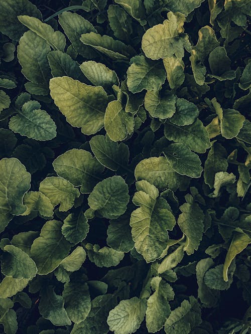 Green Leaves of Plants