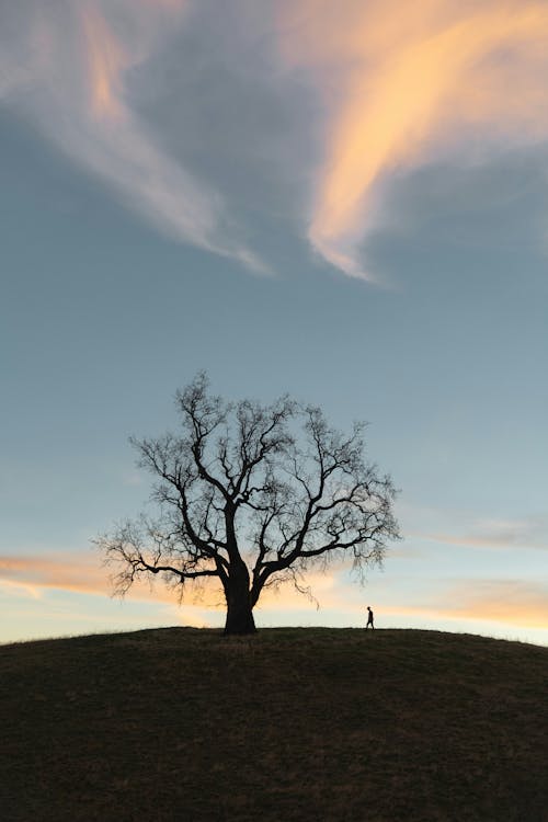 A lone tree stands on a hill at sunset