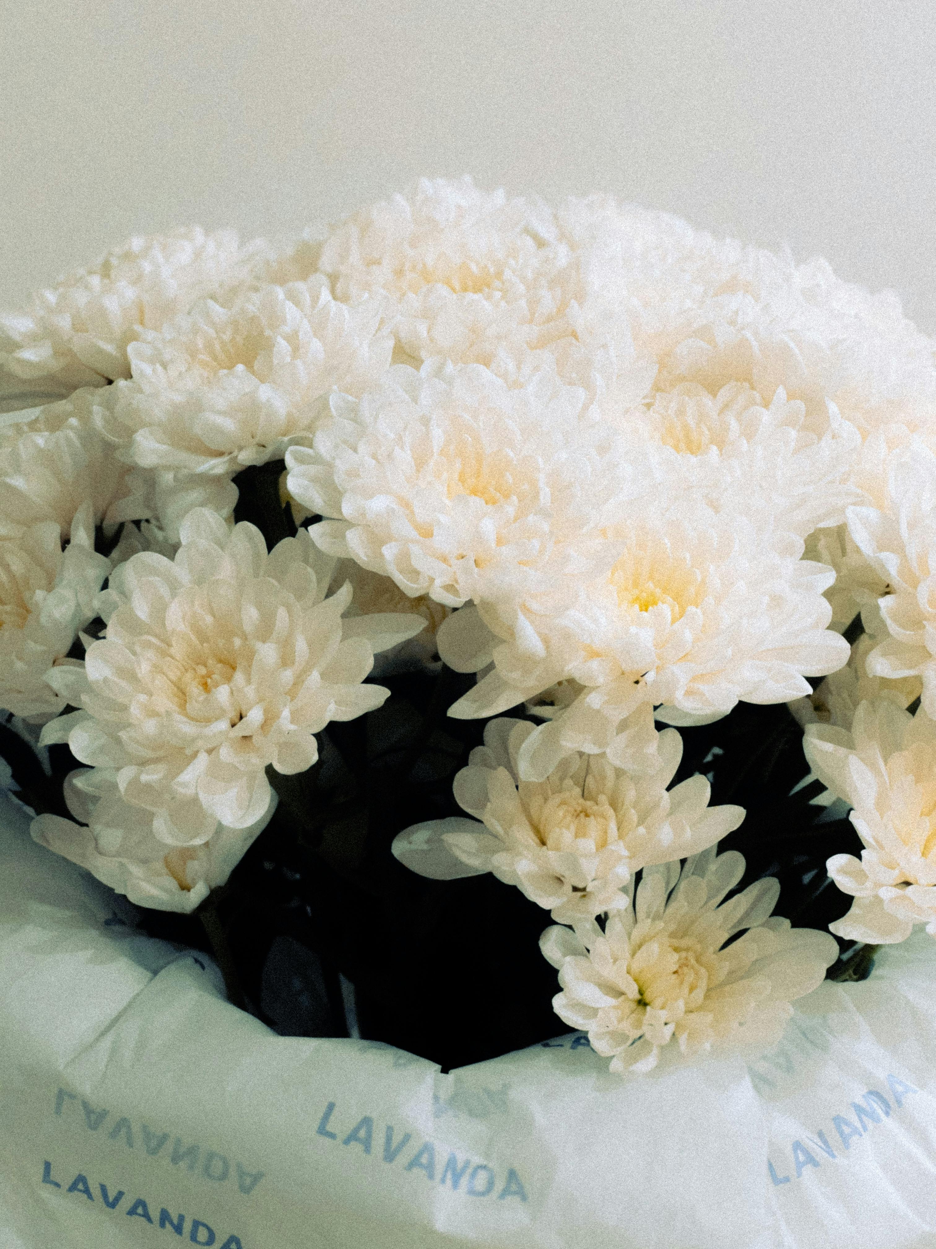 [ColoSach]-a-close-up-of-a-fresh-white-chrysanthemum-bouquet-wrapped-in-elegant-paper,-ideal-for-decor-or-gift.