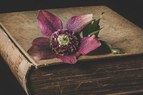 Free Maroon Flower on Top of Brown Book Stock Photo