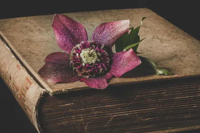 Stop Googling: The Pro Gardener’s Secret List of Trusted Resources