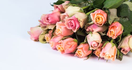 免费 粉红玫瑰花束的特写照片 素材图片