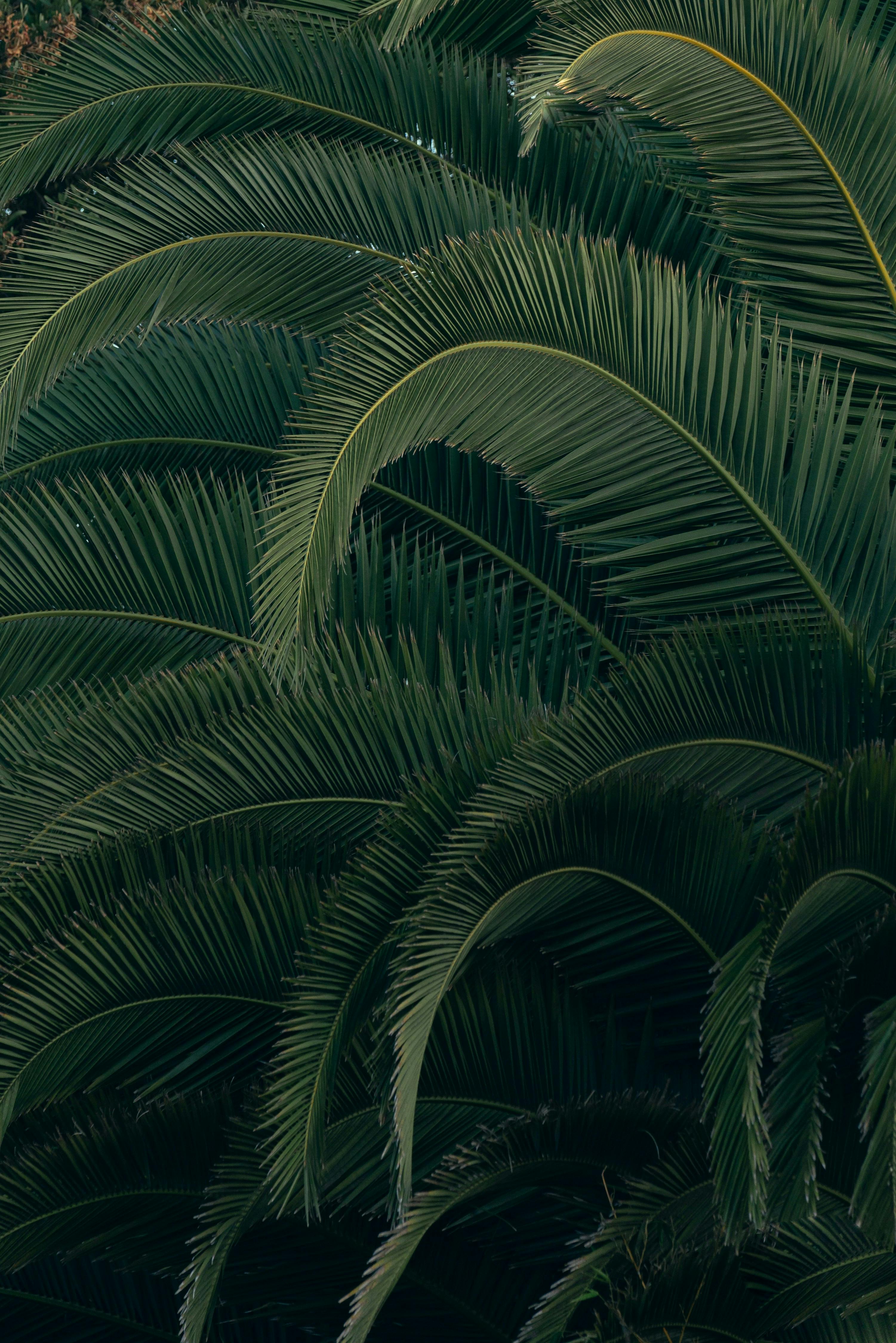 green palm leaves