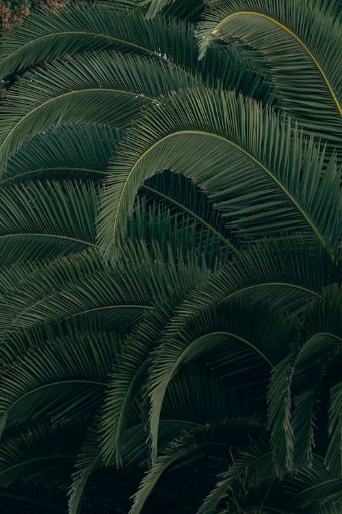 Green Palm Leaves