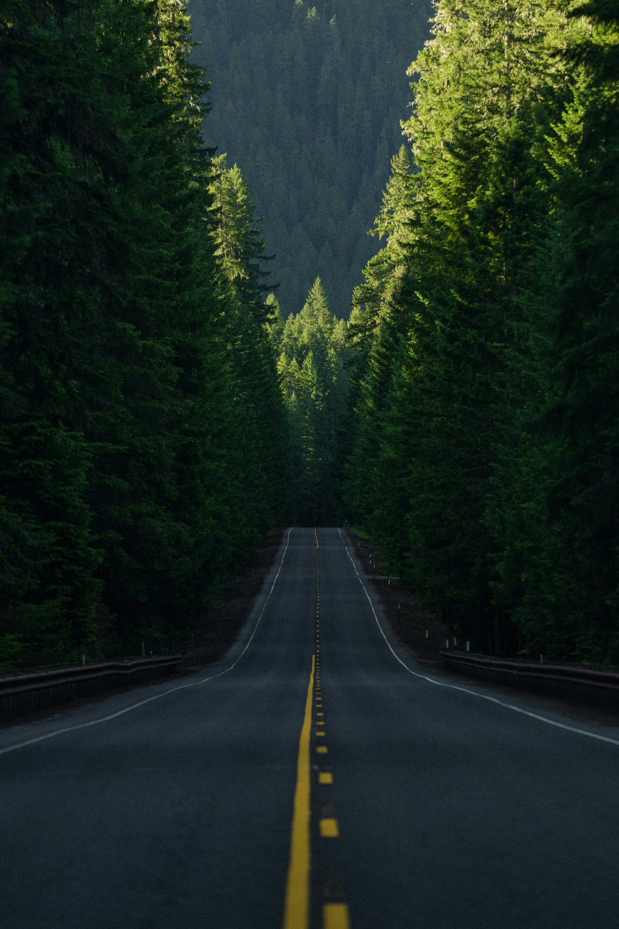 straight road with yellow lines between conifer trees