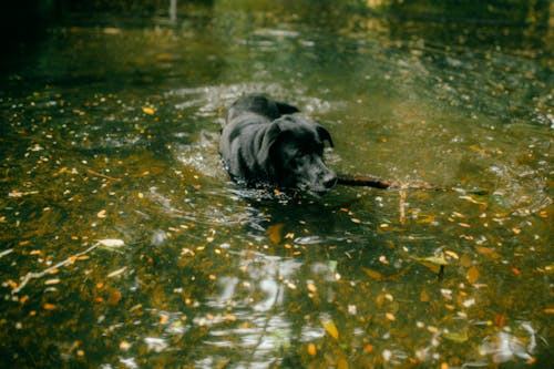A black dog swimming in a pond with a stick