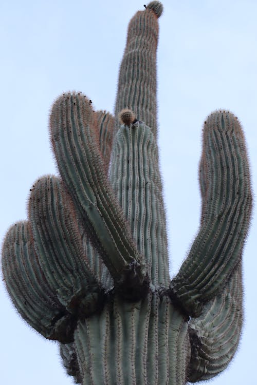 Saguaro Cactus Plant 