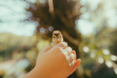 Hands Holding Duckling 