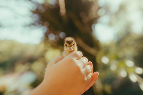 Fotos de stock gratuitas de enfoque selectivo, fotografía de animales, manos