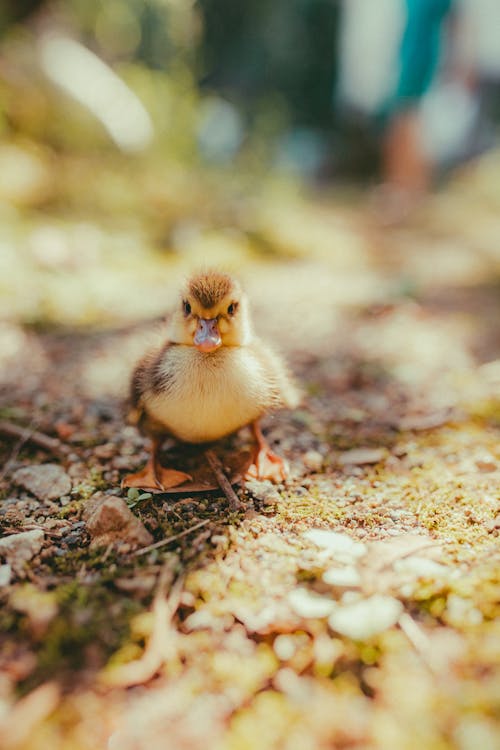 A small duckling is standing on the ground