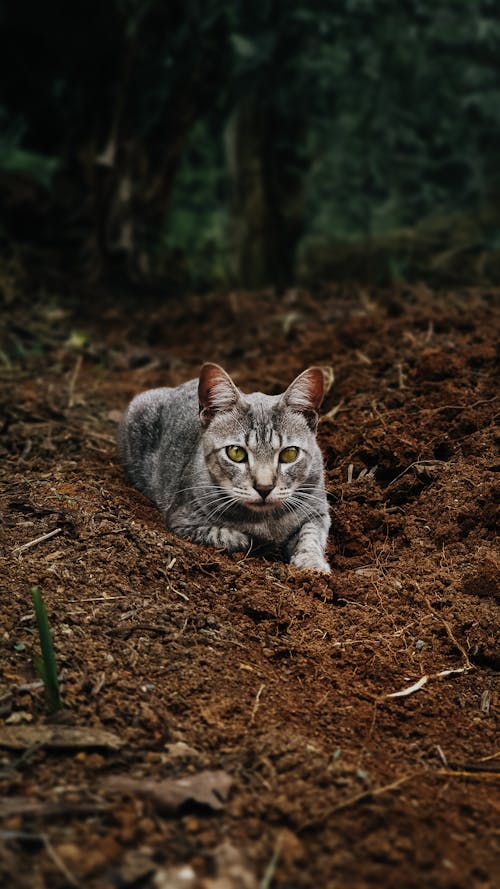 Free Tabby Cat Lying Down on Ground Stock Photo