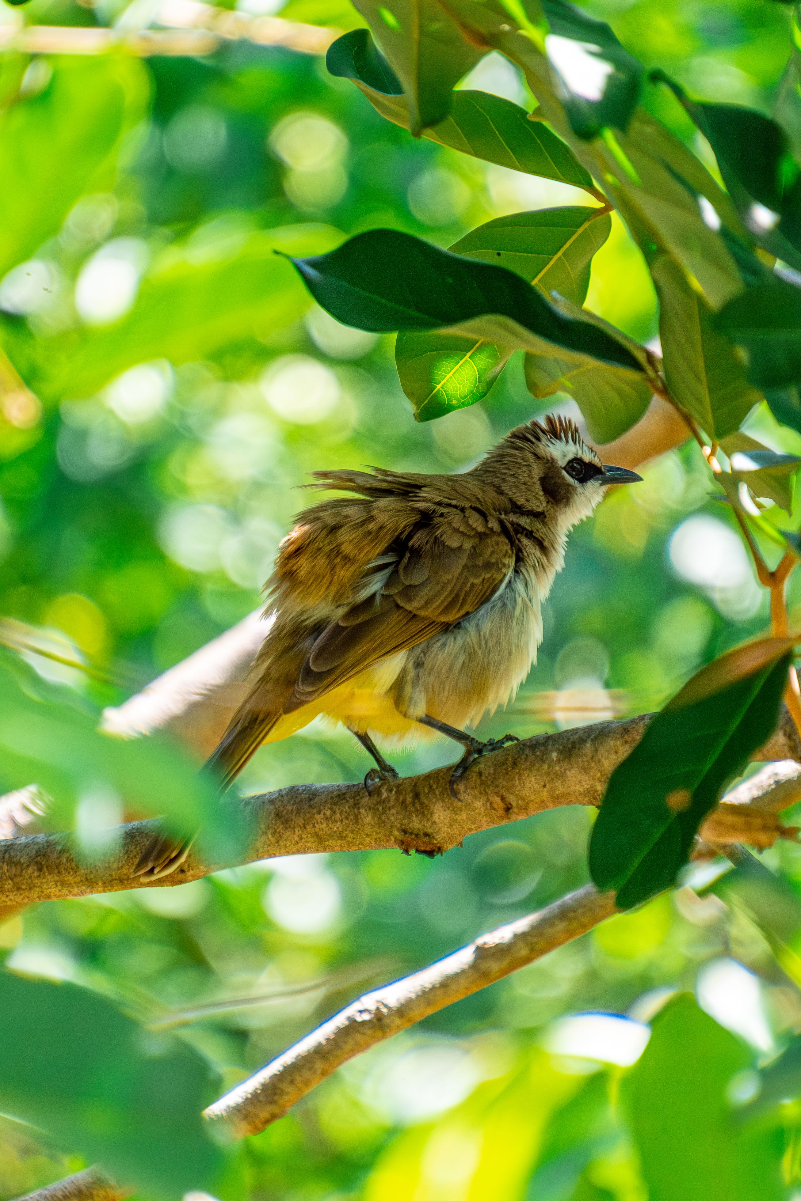 Close-up of a Yellow-vented Bulbul perching on a branch surrounded by lush greenery.