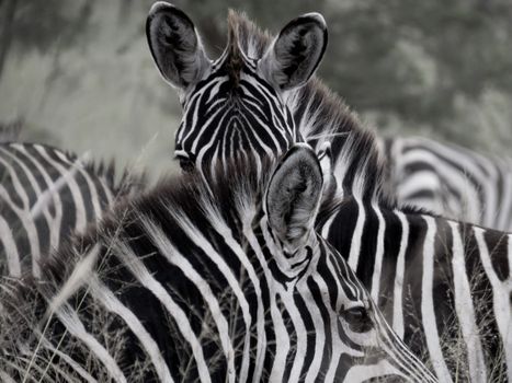 Detailed close-up image of zebras in a natural habitat showcasing distinctive stripes.