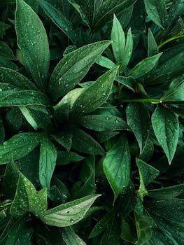 Vibrant green leaves covered with fresh water droplets in an artistic natural setting.