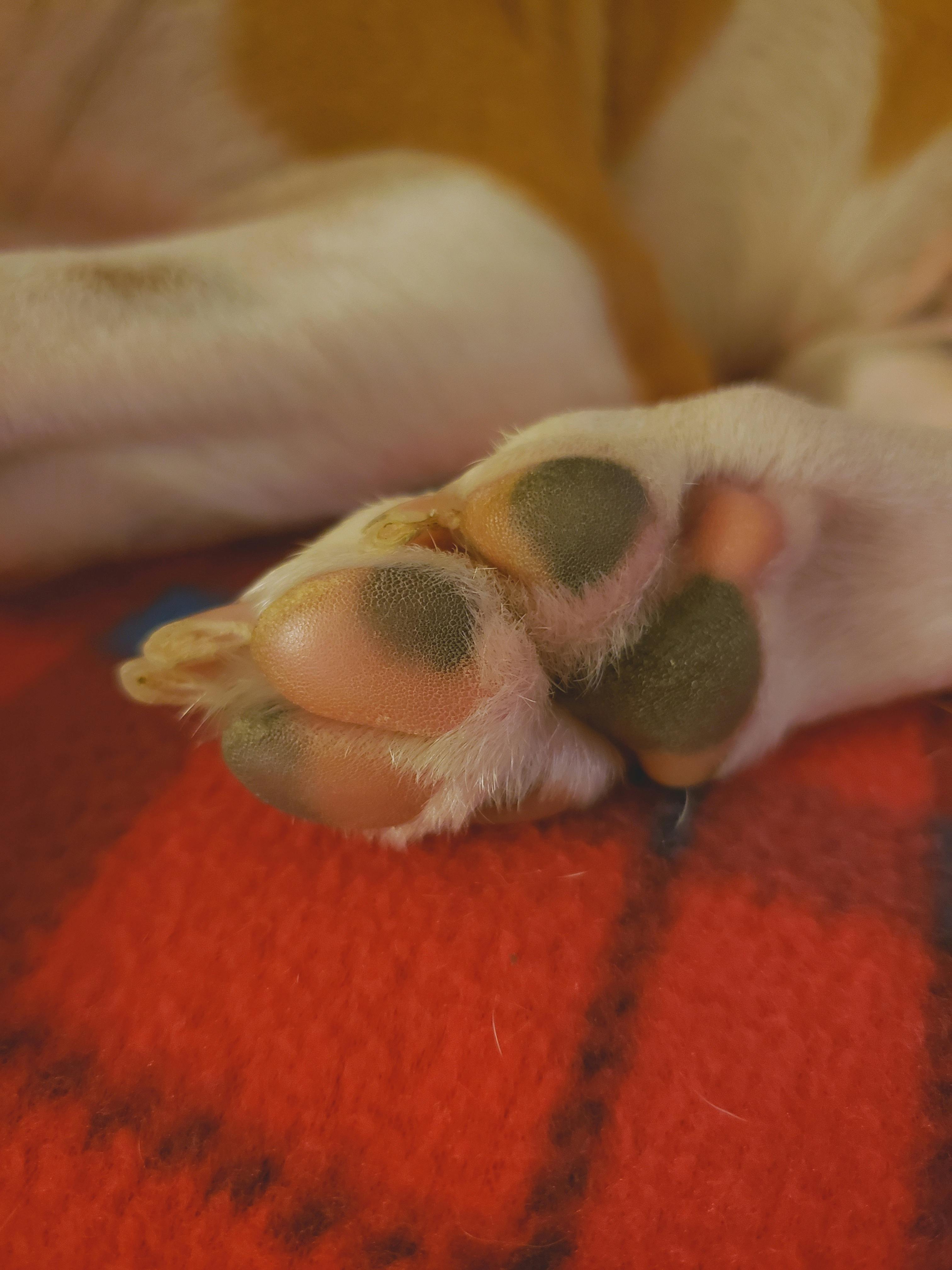 Free stock photo of animal paw, dog paw, foot print