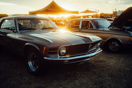 Fotos de stock gratuitas de caballo mesteño, Ford, luz del sol