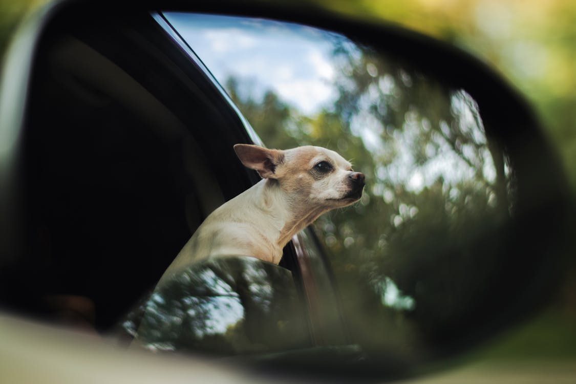 Собака внутри автомобиля