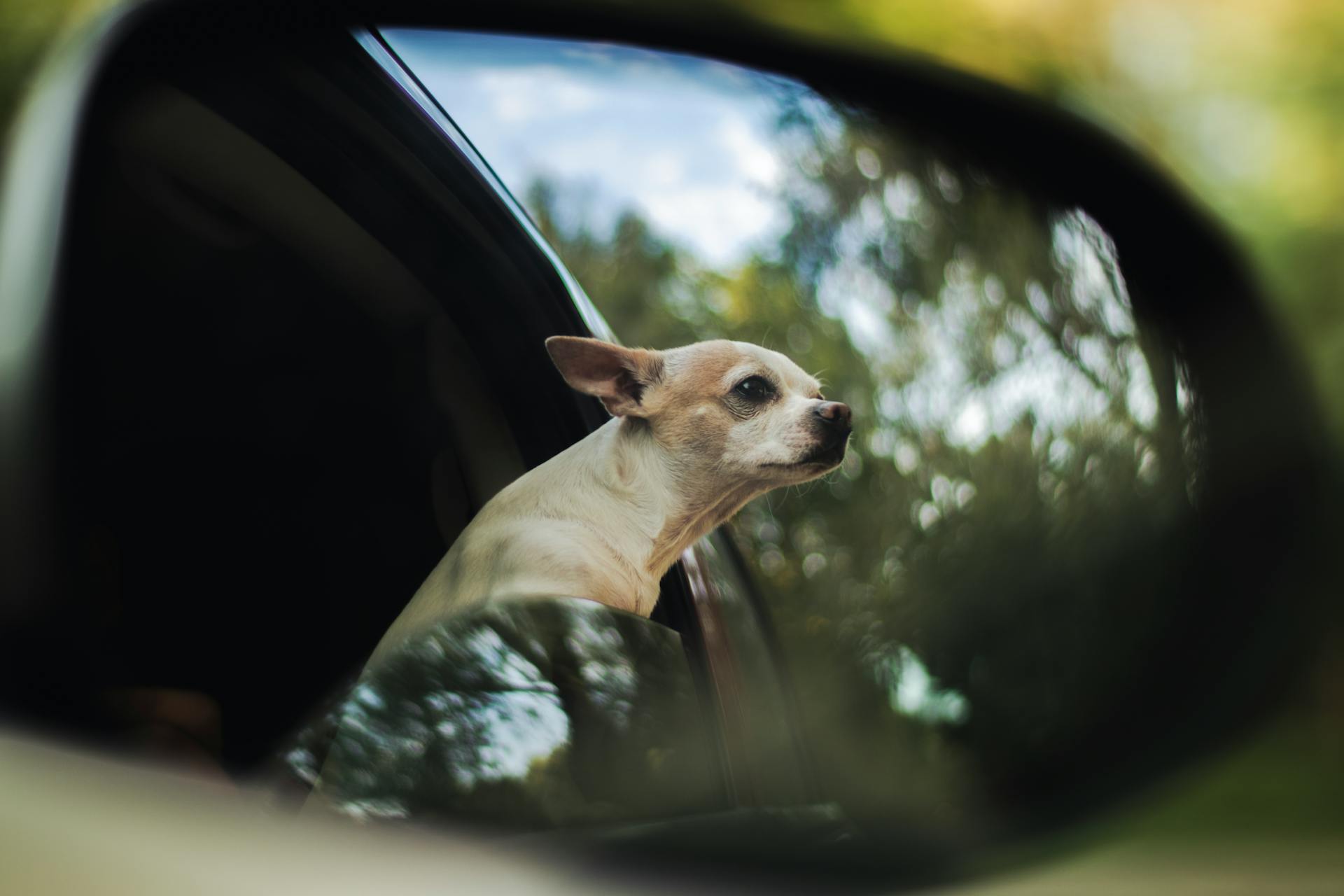 Dog Inside Vehicle