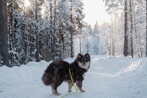 Finnish Lapphund in the snowy forest