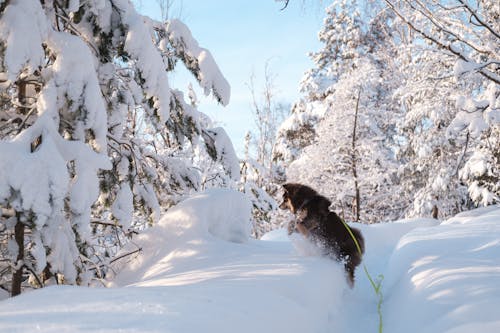 Dog Playing in Snow in Forest
