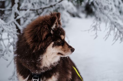 Free A fluffy dog stands in a snowy winter forest, surrounded by frost-covered branches. Stock Photo