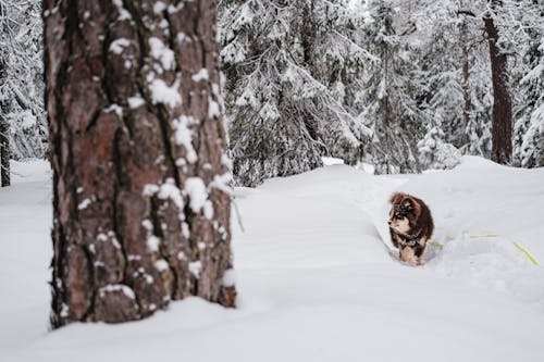 Dog in Forest in Winter