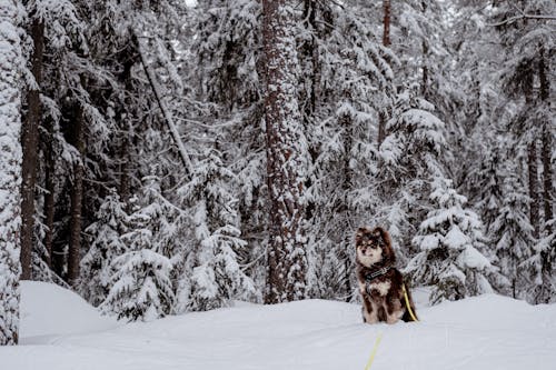 Dog Sitting in Snow in Forest